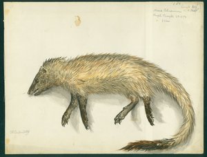Mongoose, 1872 (kağıt üzerinde wc ve kalem) by Claude Conder